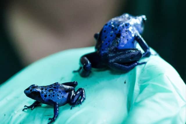 An adult and juvenile blue poison dart frog