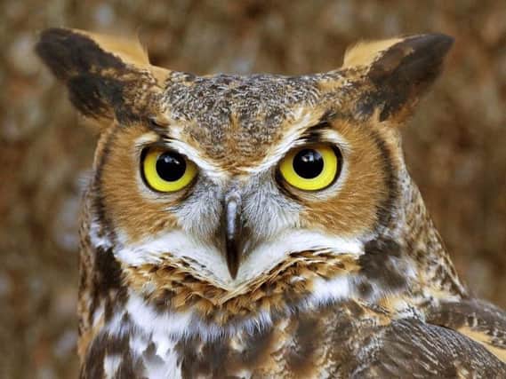A picture of an owl