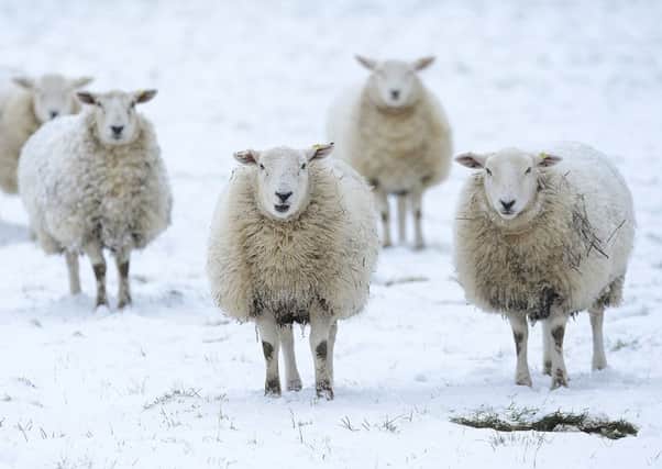 PACEMAKER BELFAST 01/03/2018: Schools closed and travel disruption amid heavy Northern Ireland snowfall.
Heavy overnight snow is set to cause more disruption across Northern Ireland on Thursday. Road users have been advised to allow extra time for their journeys due to snow and ice. The weather conditions have led to difficult driving conditions. Sheep pictured sheltering from the snow in Carryduff, Co Down.
Picture By: Arthur Allison/ Pacemaker.
