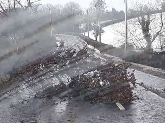 Fallen tree outside Saintfield