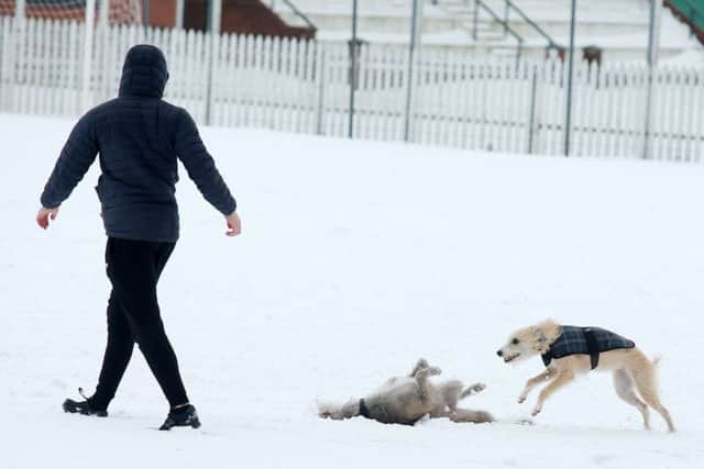A dog walker in Lisburn's Wallace Park on Friday...
