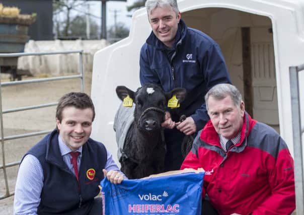 The  Holstein UK 2018 number one genomic PLI heifer Prehen Perseus  with owner Stuart Smith flanked by Thomas Taylor, left, from Taylors of Fyfin, and  Alistair Sampson, Volac NI.  Only the best calf milk powder, Heiferlac will do for the nation's number one!