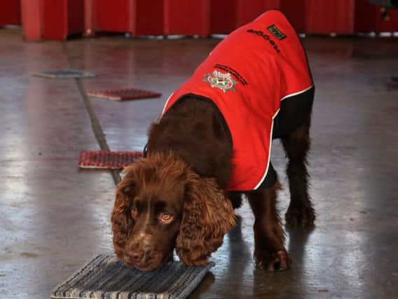 Reggie, a 4 year old Cocker Spaniel, who has undertaken specialist training to sniff out ignitable substances and accelerants in exchange for a tennis ball reward