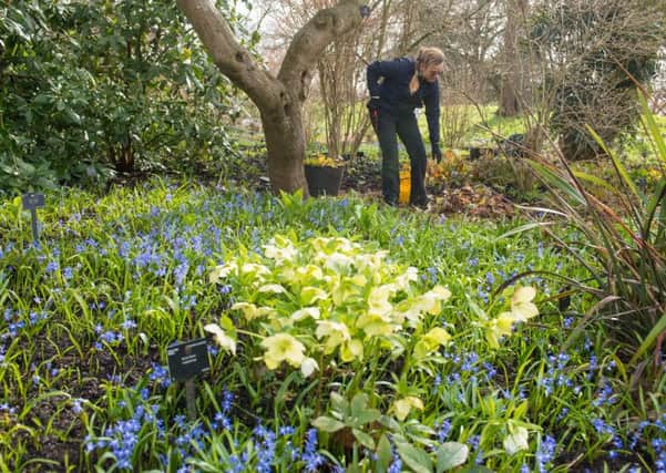 A gardener at work among spring flowers at Kew Gardens, in Richmond, London on Friday March 16, before much of the UK is set to experience cold temperatures and snow on St Patrick's Day.  Photo: Dominic Lipinski/PA Wire