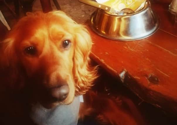 Dougal the Dog poses with his meal at Dirty Onion, Belfast