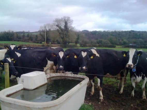 Cattle drinking at a Moore Concrete water trough