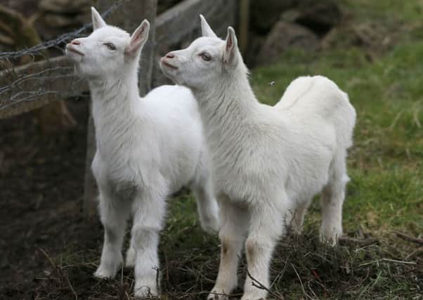 Twin geep 'This' (left) and 'That' on Angela Bermingham's farm in Murneen, Co. Mayo. The twins are believed to be the hybrid offspring of Ms Bermingham's female goat 'Daisy' and a Cheviot ram from a neighbouring farm. PRESS ASSOCIATION Photo. Picture date: Thursday April 5, 2018. See PA story IRISH Geep. Photo credit should read: Brian Lawless/PA Wire