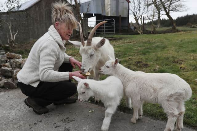 Angela Bermingham with her goat Daisy plus geep This (left) and That