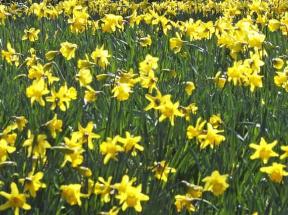 Daffodils in the sunshine