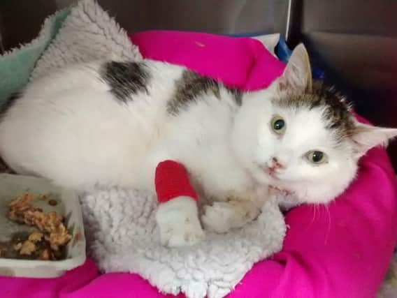 Undated handout photo issued by the RSPCA of a cat that survived a 100ft fall from a block of flats in Birmingham.