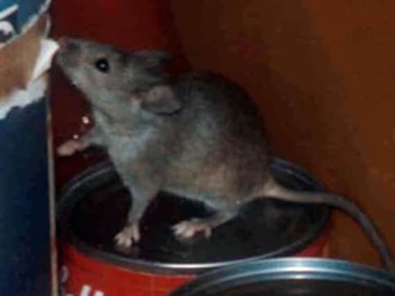 Undated handout photo issued by Columbia University in New York City, of a mouse in a New York City apartment.