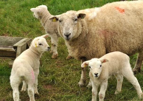 AFBI warns of potential Nematodirus infection in young lambs