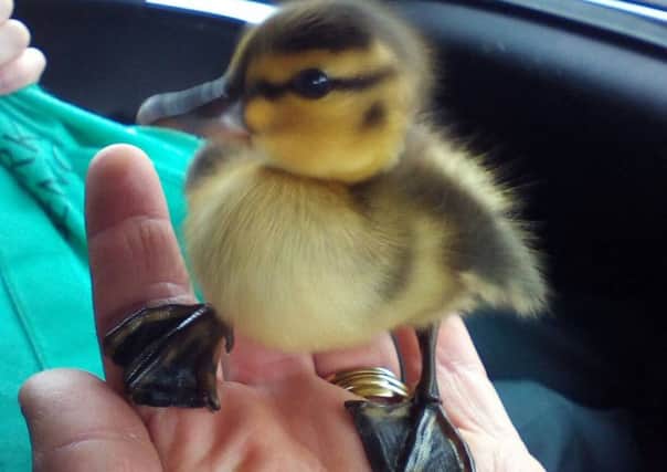 Little duckling saved by local police after mum is killed