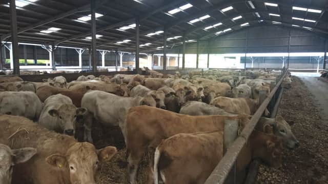 A great example of a driven Beef finisher which has put Charolais at the centre of his business strategy