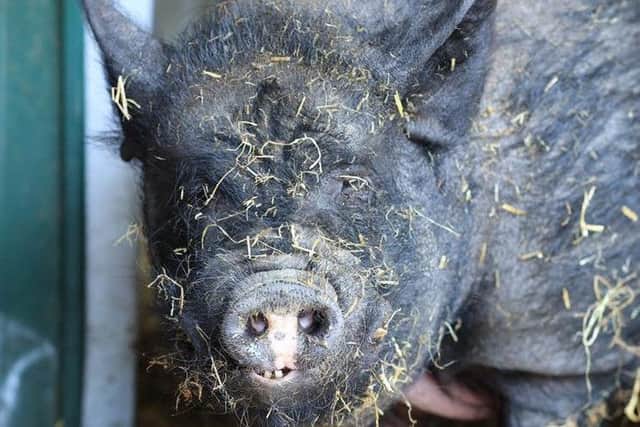 One of the pigs which needs rehomed