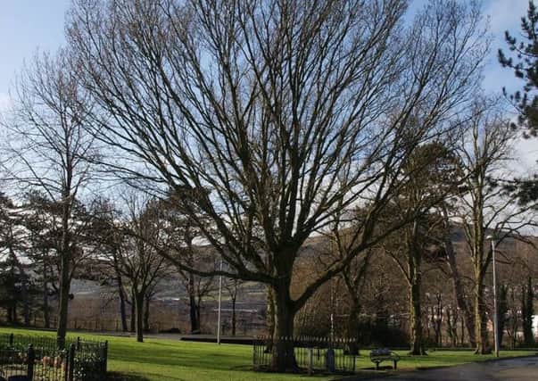 Peace Tree planted in Belfast's Woodvale Park in 1919 marking the end of the First World War