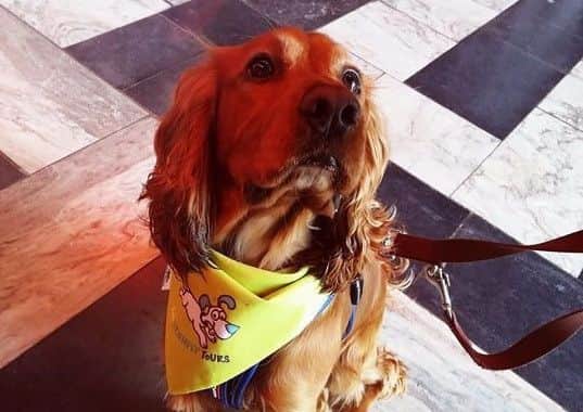Dougal on his Dog Friendly Food Tour - pictured inside St. Anne's Cathedral
