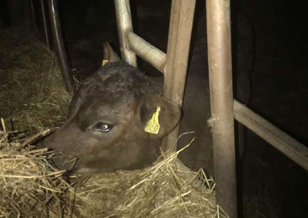 The calf which was freed by RSPCA and fire crews