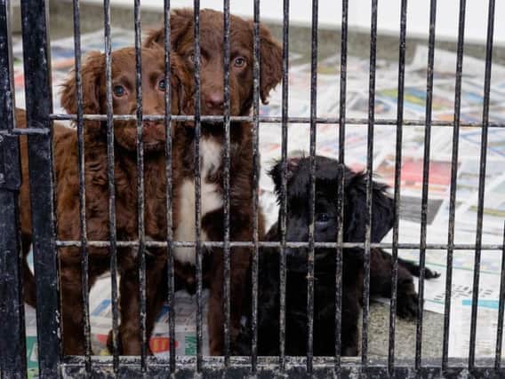 Three of the puppies rescued in Operation Delphin