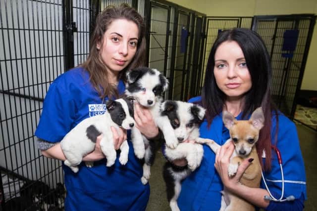 Puppies rescued in Operation Delphin