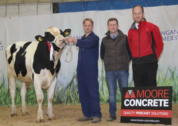 Adam Watson, Coleraine, exhibited the male champion Derrydorragh Imagination at the Dungannon Dairy Sale. Included are judge Wallace Gregg, Glarryford; and sponsor Andy Moore, Moore Concrete.