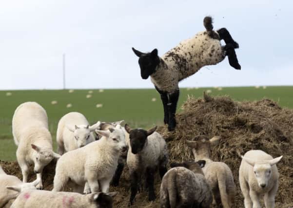 Lambs enjoying the spring weather in Lanarkshire, Scotland on Monday May 7. Photo: David Cheskin/PA Wire