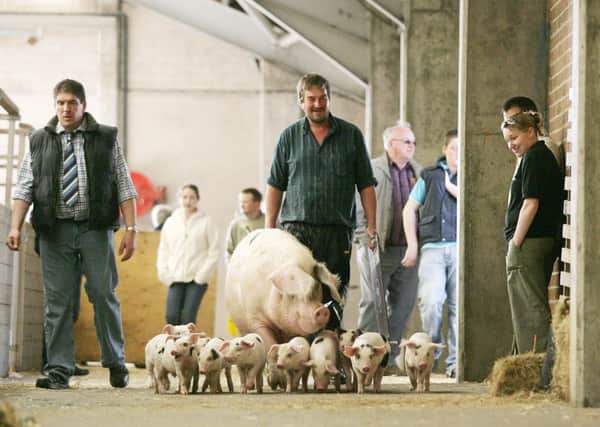 Balmoral Show at the King's Hall Belfast, 14/05/2008
Brian Hunter(left) and Kenny Gracey(center) takes his Sow and her Litter for a walk
Photo: Andrew Paton