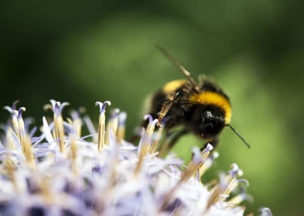 The National Trust, Northern Irelands leading conservation charity, is calling on people to Bee Aware, encouraging everyone to get involved to help reduce the decline of pollinators  insects which play a crucial part in ensuring plants produce fruit and seeds