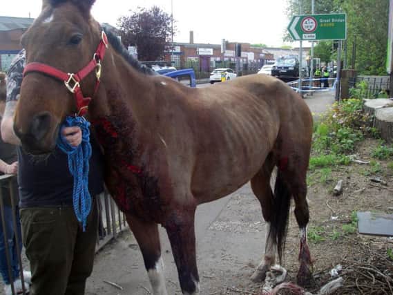 Undated handout photo issued by the RSPCA of the horse that was left lying in the road, bleeding from its wounds after colliding with a car