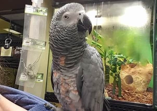 Barney the parrot was among the animals found in Darren McPeakes home