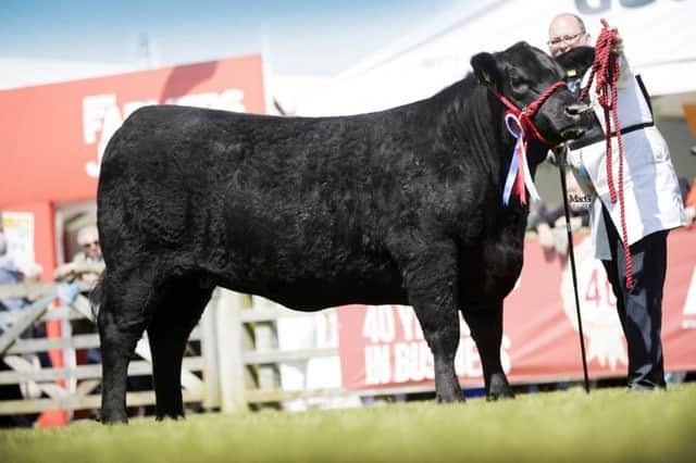 Supreme overall Aberdeen Angus champion at the 150th Balmoral Show was Taugh Blane Blackbird Special S376 ET owned by Iain Colville from Newtownards. Picture: MacGregor Photography