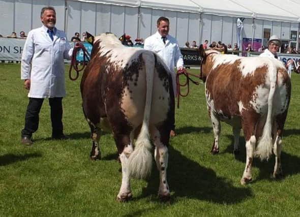 Irish Moiled cattle took Reserve Interbreed in the Marks & Spencer Beef Pairs Championship representing the breed was the senior bull and senior cow ,exhibited by Robert Boyle.