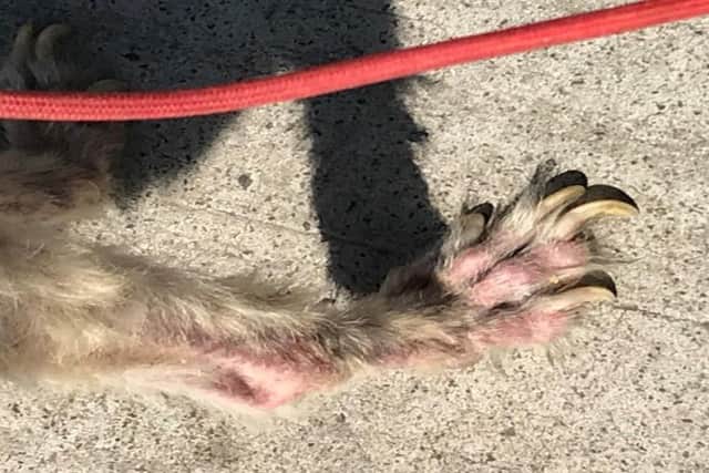 The dog was found with a skin condition and overgrown nails on its paws
