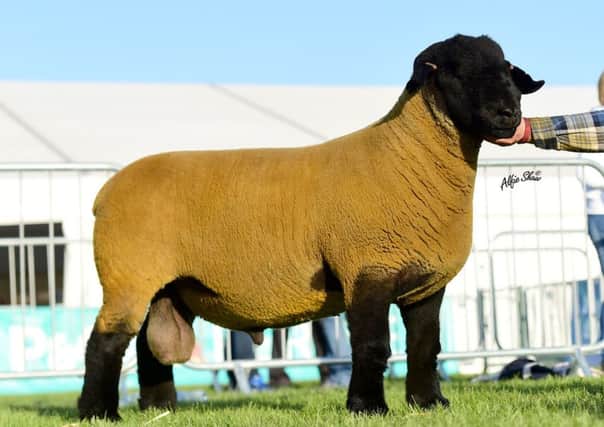 1st prize shearling ram & Reserve Male Champion from S&W Tait.JPG