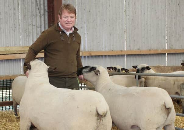 Kevin McCarthy with shearling rams in his award-winning Ballycreelly Hampshire Down Flock.  His rams are given Tracesure Sheep Traffic Lights prior to breeding.