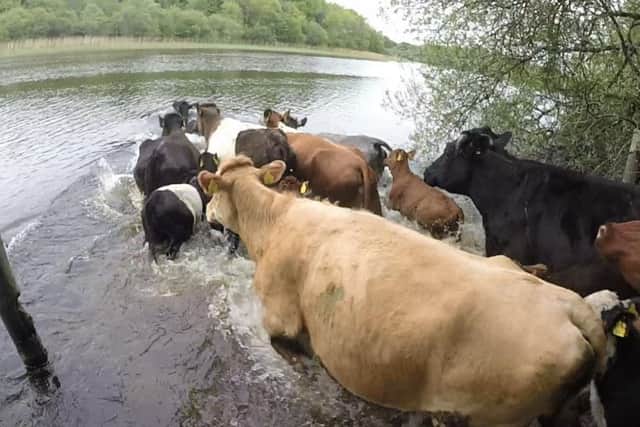 The cows making their annual pilgrimage. (Photo: National Trust/Michael Foster)