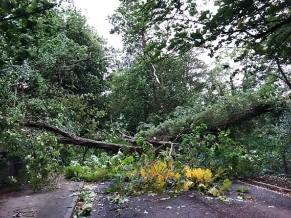Tree blown down in Storm Hector