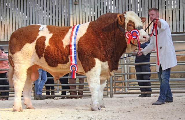 Male and supreme overall Simmental champion was Shacon Invincible bred by Brian Dooher, Donemana, and exhibited by Ritchie Devine. Picture: Julie Hazelton
