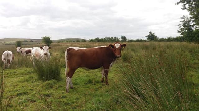 Irish moiled cattle graze at Slievenacloy Nature Reserve to help maintain the array of wildflowers, butterflies and birds found at this unique species-rich grassland.