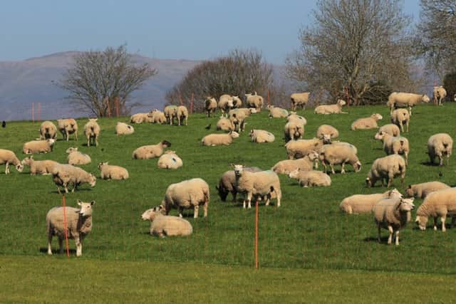 Sheep on grass on the Cooley Peninsula.