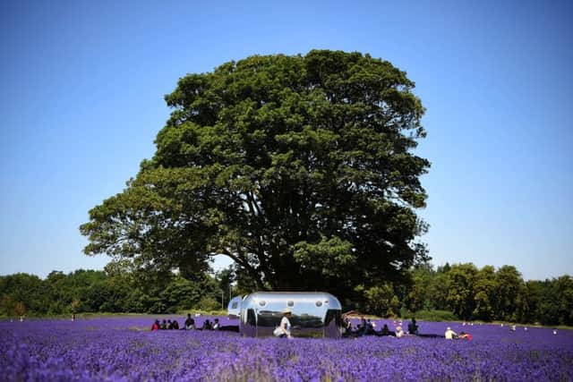 In England, people also enjoyed scorching weather, such as at Mayfield Lavender Farm in Sutton, south London above on Friday. Photo: Kirsty O'Connor/PA Wire