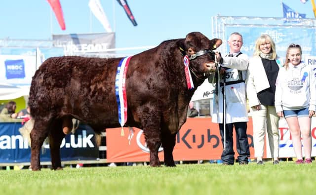 Supreme champion at Balmoral Show was Drumlegagh Hamish owned by the Elliott family, Newtownstewart