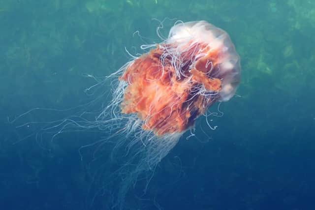 The lion's mane jellyfish