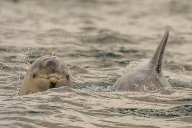 Photographer Brian Quinn captured this stunning image of dolphins swimming in Carnlough Bay.