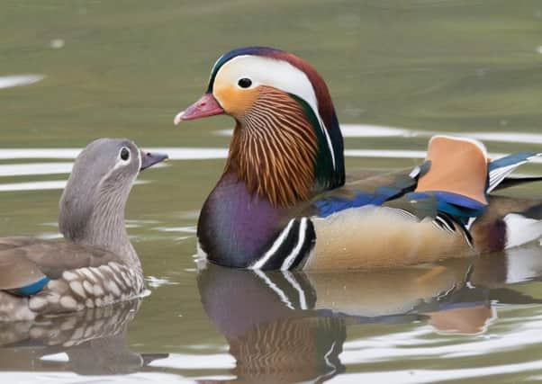 A colourful adult male Mandarin duck with an adult female
