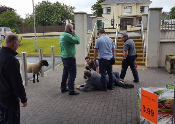 Chops the sheep looks on after Andrew Meneice (pictured here on the ground with his head obscured) was involved in an altercation at Lidl