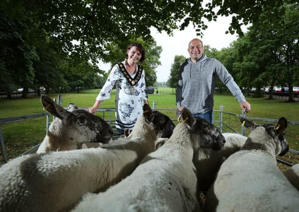 Dr Rory Best OBE is to be officially handed the Freedom of Armagh City, Banbridge and Craigavon Borough. He is pictured practising driving sheep on The Mall in Armagh by Lord Mayor of Armagh City, Banbridge and Craigavon Julie Flaherty.

Press Eye - Belfast - Northern Ireland - Photo by Kelvin Boyes / Press Eye.