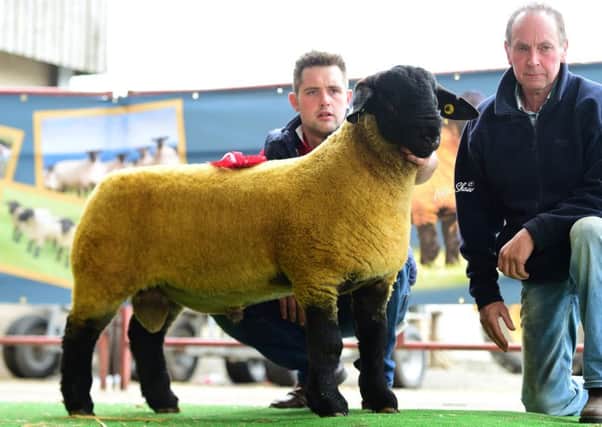 First prize commercial Gigot ram lamb from Richard Beattie selling for 750gns to R Moore, Co Kilkenny