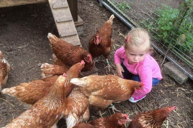 Little Poppy playing with the hens