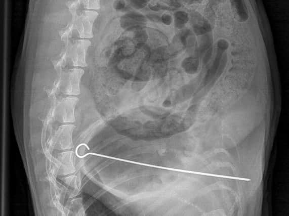 Undated Pets'n'Vets Family handout X-ray of a Sharpei dog called Hoshi which swallowed an eight-inch metal skewer along with a chicken kebab
